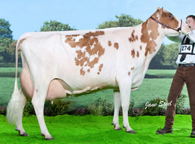 marleycote sea lily 15